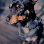 Zwergpinscher Chihuahua Mischling Natascha, 06/2022, ca. 25 cm,23972 Dorf Mecklenburg