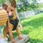 Podenco Malinois Mischling Naveen, 02/2025, Endgröße ca. 50- 55 cm, 72461 Albstadt