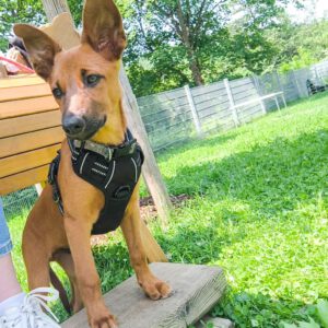 Podenco Malinois Mischling Naveen, 02/2025, Endgröße ca. 50- 55 cm, 72461 Albstadt