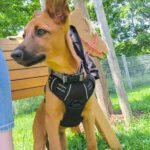 Podenco Malinois Mischling Naveen, 02/2025, Endgröße ca. 50- 55 cm, 72461 Albstadt