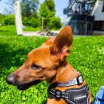 Podenco Malinois Mischling Naveen, 02/2025, Endgröße ca. 50- 55 cm, 72461 Albstadt