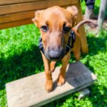 Podenco Malinois Mischling Naveen, 02/2025, Endgröße ca. 50- 55 cm, 72461 Albstadt