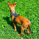 Podenco Malinois Mischling Naveen, 02/2025, Endgröße ca. 50- 55 cm, 72461 Albstadt