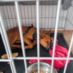 Podenco Malinois Mischling Naveen, 02/2025, Endgröße ca. 50- 55 cm, 72461 Albstadt