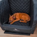 Podenco Malinois Mischling Naveen, 02/2025, Endgröße ca. 50- 55 cm, 72461 Albstadt