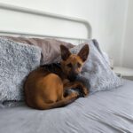 Podenco Malinois Mischling Naveen, 02/2025, Endgröße ca. 50- 55 cm, 72461 Albstadt