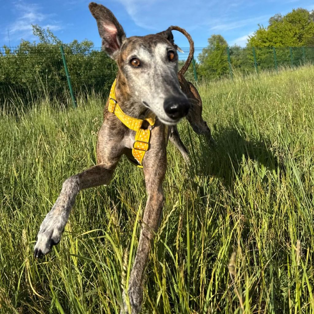 Galgo Nazari de Fatima,10/2019, ca. 67 cm, 16356 Ahrensfelde