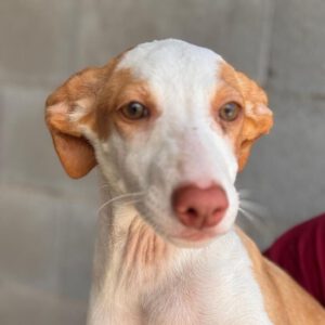 Podenco Nely, 01/2025, Endgröße ca. 45 cm