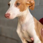 Podenco Nely, 01/2025, Endgröße ca. 45 cm