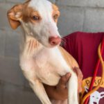 Podenco Nely, 01/2025, Endgröße ca. 45 cm