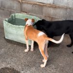 Podenco Nely, 01/2025, Endgröße ca. 45 cm