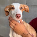Podenco Nely, 01/2025, Endgröße ca. 45 cm