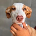 Podenco Nely, 01/2025, Endgröße ca. 45 cm
