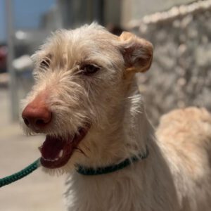 Podenco Nube, 10/2023, ca. 60 cm
