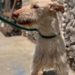 Podenco Nube, 10/2023, ca. 60 cm