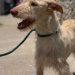 Podenco Nube, 10/2023, ca. 60 cm