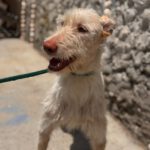 Podenco Nube, 10/2023, ca. 60 cm