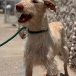 Podenco Nube, 10/2023, ca. 60 cm