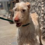 Podenco Nube, 10/2023, ca. 60 cm
