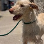Podenco Nube, 10/2023, ca. 60 cm