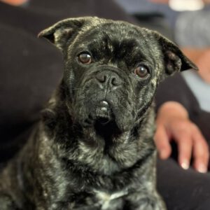 Franz. Bulldogge Mischling Nugget, 08/2024, Endgröße ca. 35- 40 cm,44388 Dortmund