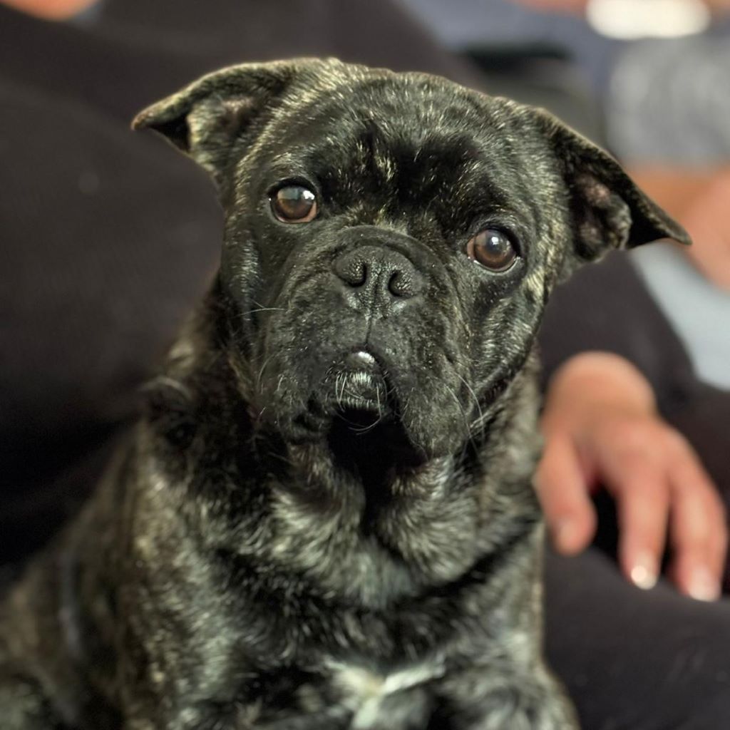 Franz. Bulldogge Mischling Nugget, 08/2024, Endgröße ca. 35- 40 cm,44388 Dortmund