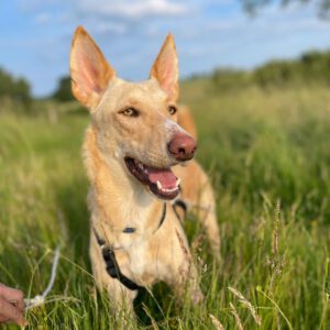 Podenco Olmo, 05/2024, ca. 45 cm, 61273 Wehrheim
