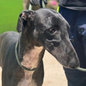 Galgo Orion, 03/2021, ca. 65 cm