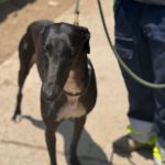 Galgo Orion, 03/2021, ca. 65 cm
