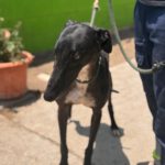 Galgo Orion, 03/2021, ca. 65 cm