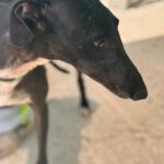 Galgo Orion, 03/2021, ca. 65 cm