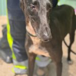 Galgo Orion, 03/2021, ca. 65 cm
