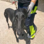 Galgo Orion, 03/2021, ca. 65 cm