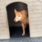 Podenco Paco, 06/2014, ca. 45 cm