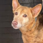 Podenco Paco, 06/2014, ca. 45 cm