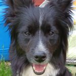 Collie Mischling Pippo, 02/2022, ca. 40 cm, 22926 Ahrensburg