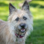 Cairn Terrier Mischling Pitti, 02/2023, ca. 38 cm, 29690 Grethem