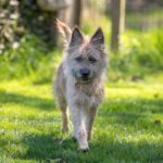 Cairn Terrier Mischling Pitti, 02/2023, ca. 38 cm, 29690 Grethem