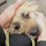 Cairn Terrier Mischling Pitti, 02/2023, ca. 38 cm, 29690 Grethem