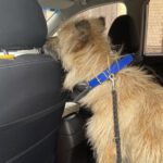 Cairn Terrier Mischling Pitti, 02/2023, ca. 38 cm, 29690 Grethem