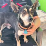 Chihuahua Mischling Pluto, 09/2019, ca. 30 cm