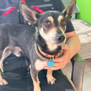 Chihuahua Mischling Pluto, 09/2019, ca. 30 cm