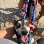 Chihuahua Mischling Pluto, 09/2019, ca. 30 cm