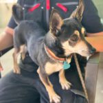 Chihuahua Mischling Pluto, 09/2019, ca. 30 cm