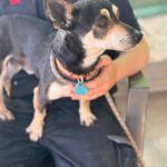 Chihuahua Mischling Pluto, 09/2019, ca. 30 cm