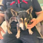 Chihuahua Mischling Pluto, 09/2019, ca. 30 cm