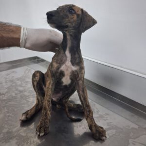 Galgo Poseidon, 03/2025, Endgröße ca. 65 cm