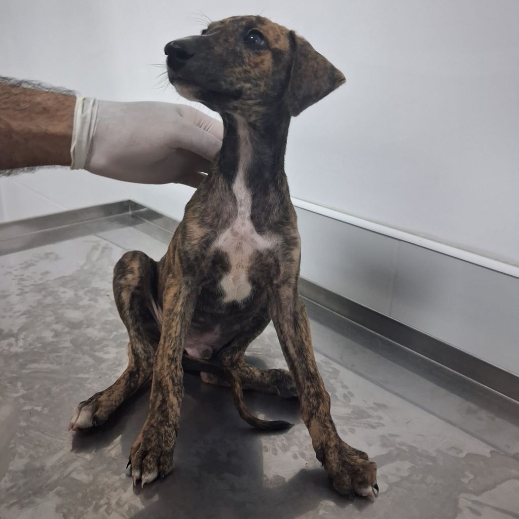Galgo Poseidon, 03/2025, Endgröße ca. 65 cm