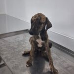 Galgo Poseidon, 03/2025, Endgröße ca. 65 cm