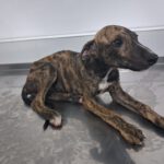Galgo Poseidon, 03/2025, Endgröße ca. 65 cm